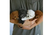 Maltipoo Poodle Cachorros en Orange County
