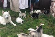 Sweet Siberian Husky Puppies . thumbnail