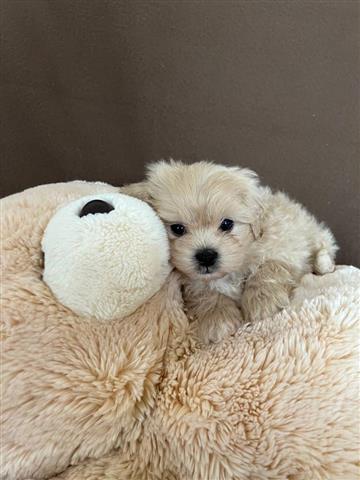 $350 : Maltipoo image 2