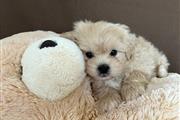 $350 : Maltipoo thumbnail