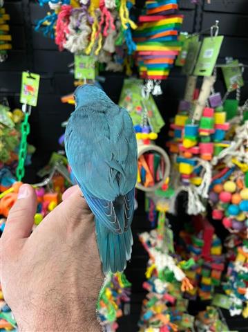 $300 : MARY Quaker parrots image 3
