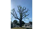 Alex Tree Services thumbnail