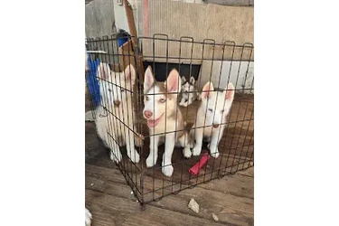 Huskies en venta| 3 Meses 🐶 en Riverside