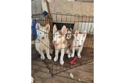 Huskies en venta| 3 Meses 🐶 en Riverside