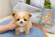 $350 : MALTIPOO EN VENTA thumbnail