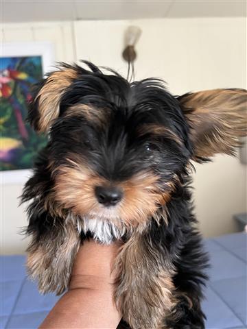 $850 : Adorable cachorro Yorkie image 1