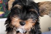 $850 : Adorable cachorro Yorkie thumbnail