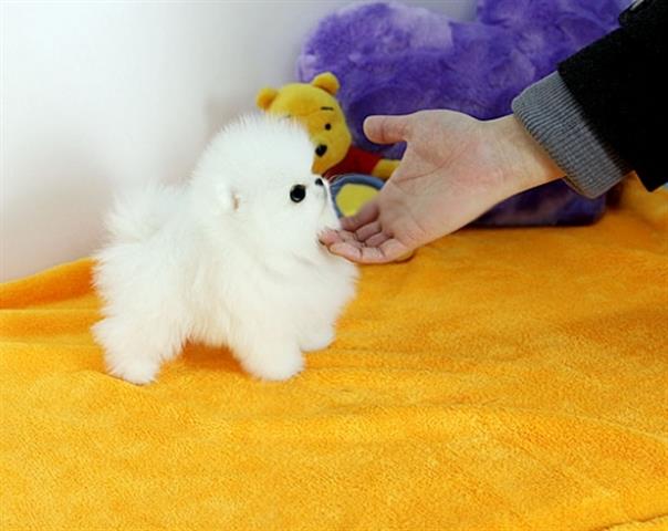 $100 : tinyT-cup sweetPom pups for u. image 1
