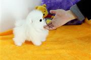 $100 : tinyT-cup sweetPom pups for u. thumbnail