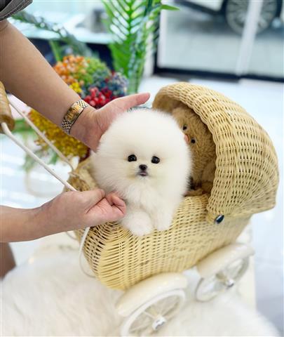 $200 : Pomeranians puppies for sale image 4