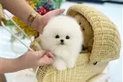 $200 : Pomeranians puppies for sale thumbnail