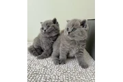 British Shorthair Kittens en Los Angeles