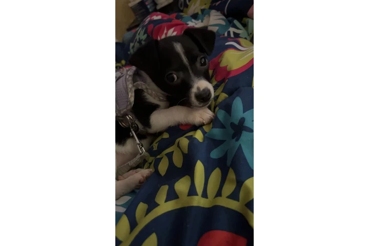 $300 : Chihuaha Pomerian image 1