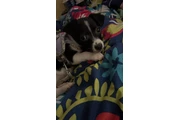 Chihuaha Pomerian en Los Angeles