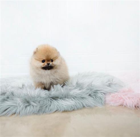 $350 : Pomerania en venta image 2