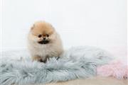 $350 : Pomerania en venta thumbnail