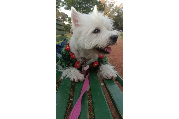 Peluquería y Adiestramiento image 7