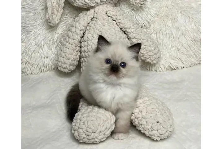 $350 : Ragdoll Kittens For Sale image 1