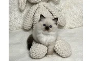 Ragdoll Kittens For Sale en Boston