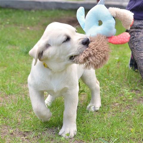 $600 : Cachorros de Labrador Retrieve image 2