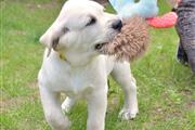 $600 : Cachorros de Labrador Retrieve thumbnail