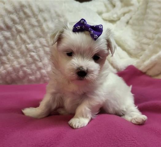 $350 : Maltese puppies for adoption image 1