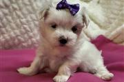 Maltese puppies for adoption en Vermont