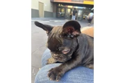 $1700 : Frenchies AKC thumbnail