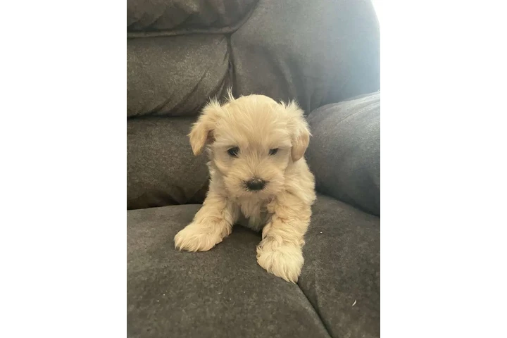 $350 : Cachorros shihtzu maltes image 3