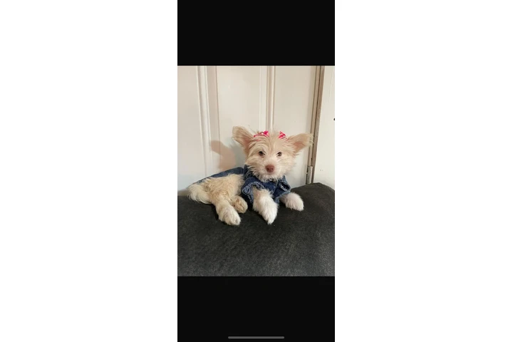 $125 : Linda cachorra image 3