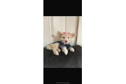 $125 : Linda cachorra thumbnail