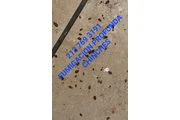 FUMIGACION BARATA 2137693191 thumbnail