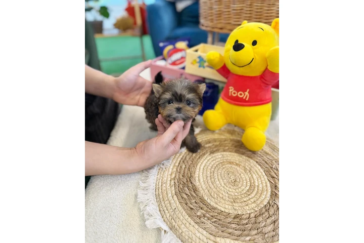 $300 : Pomeranian, maltes, Yorkie image 2