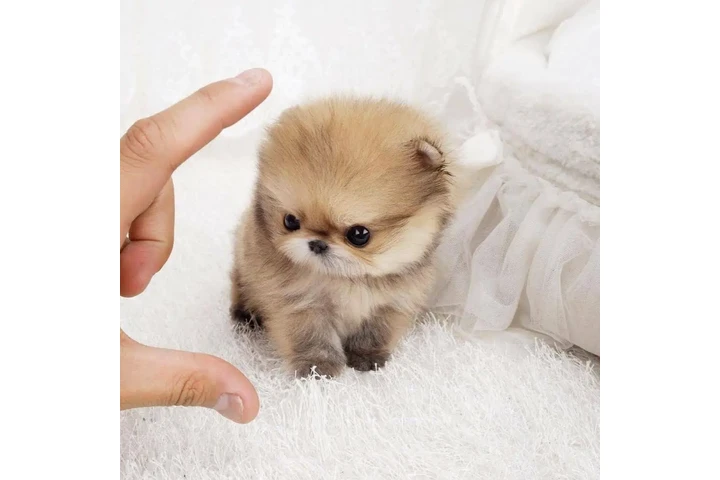 $350 : Cachorros Pomerania en venta image 2