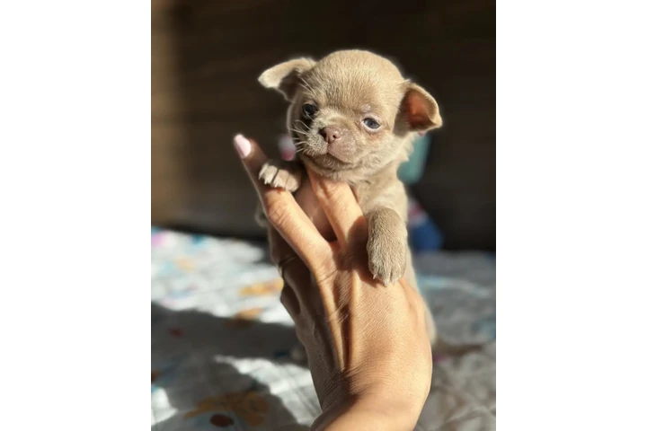 $400 : Chihuahua puppies image 8