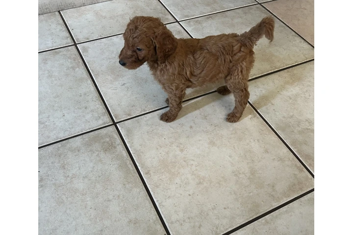 $750 : Golden doodle image 3