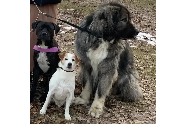 $1000 : 5 years old Caucasian Shepherd image 5
