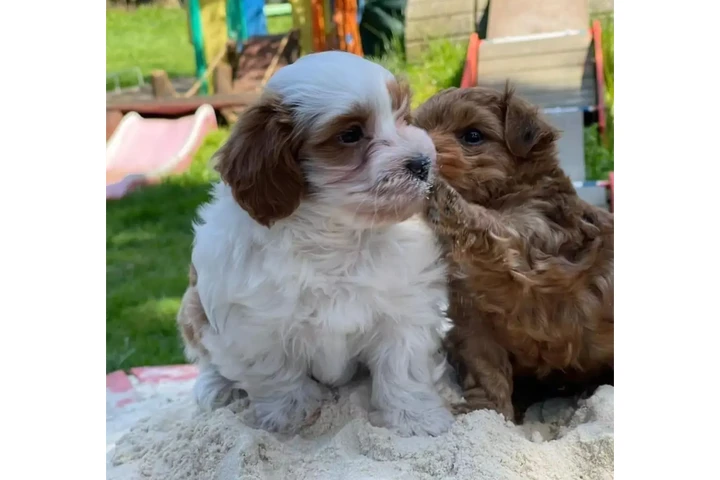 Smart Havanese puppies image 8