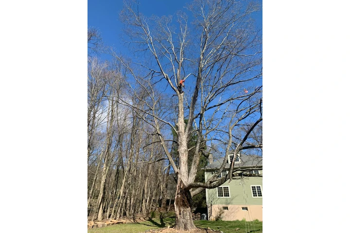 Happy Tree Services INC image 8