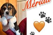 $800 : Beagles puppies Princesss thumbnail