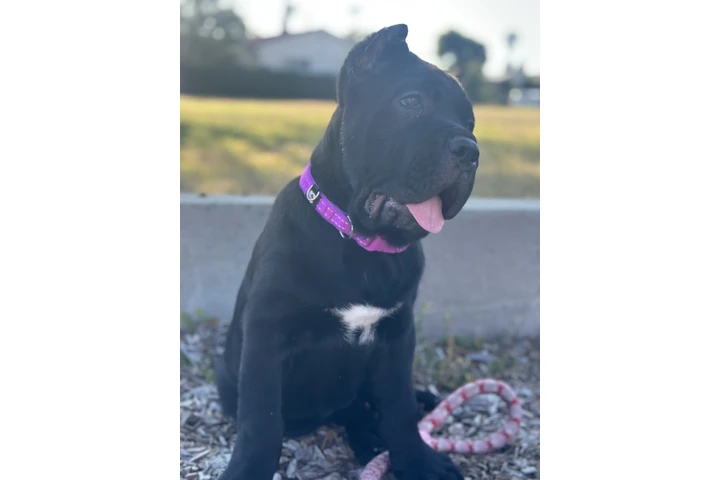 $4000 : SALE DOG CANE CORSO image 8