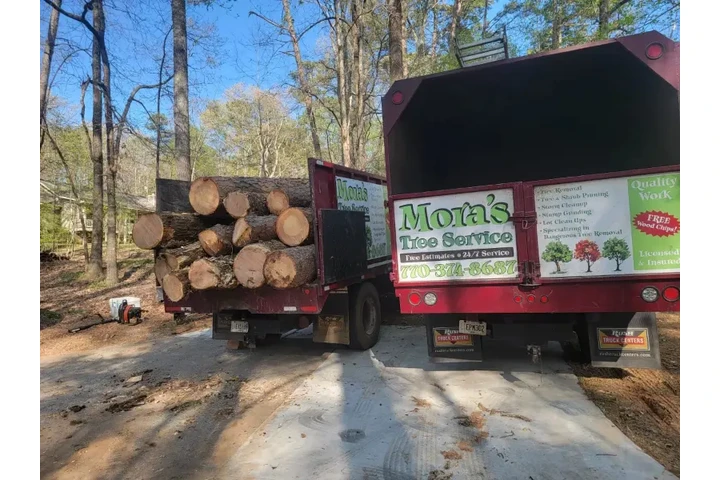 Mora's Tree Service LLC image 3