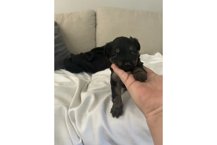 $600 : Maltipoo y yorkie image 3