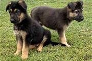 Beautiful German Shepherd Pups