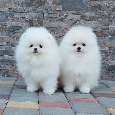 $750 : Mini cachorros de Pomerania image 2