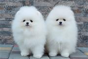 $750 : Mini cachorros de Pomerania thumbnail