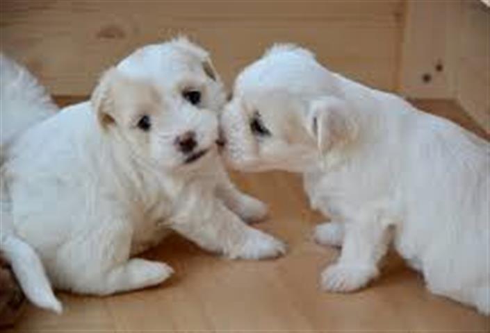 $500 : outstanding maltese pups ready image 2