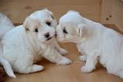 $500 : outstanding maltese pups ready thumbnail