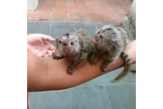 $600 Ardilla en venta en Birmingham