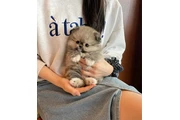 $350 : Cachorros de Pomerania thumbnail